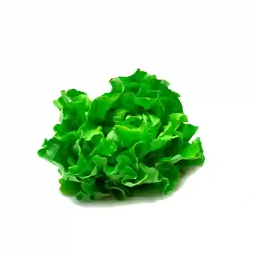 Biohuerto Lechuga Mantequi Organic