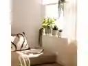 Maceta Suculenta Cerámica Casaideas