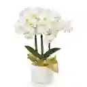 Orquídea Medium Blanca Multiflora Premium En Matera