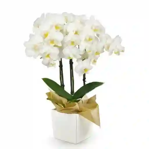 Orquídea Medium Blanca Multiflora Premium En Matera
