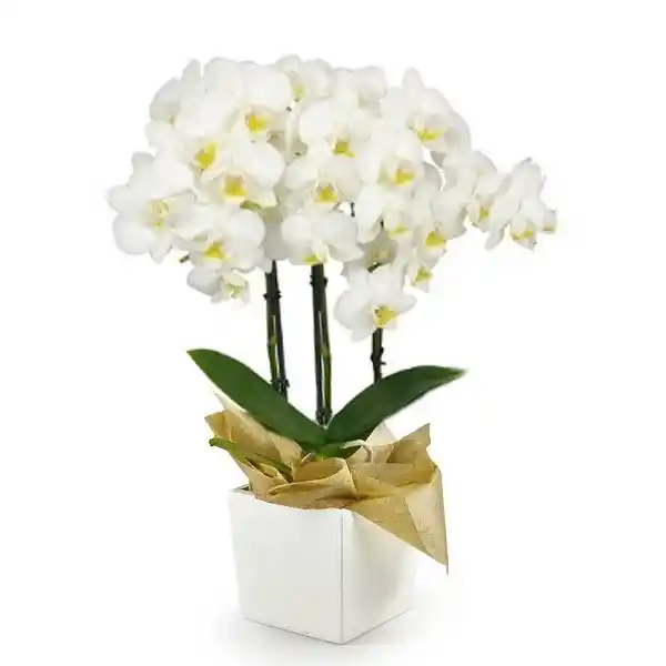 Orquídea Medium Blanca Multiflora Premium En Matera