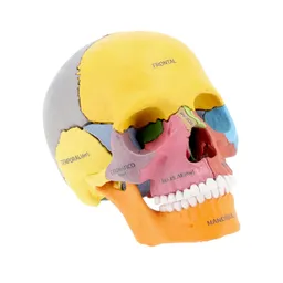 Modelo Cráneo Humano Diseño 0001