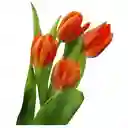 Arreglo Floral 30 Tulipanes Surtidos Boreal En Ramo