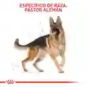 Royal Canin Alimento para Perro Adulto Raza Pastor Alemán 