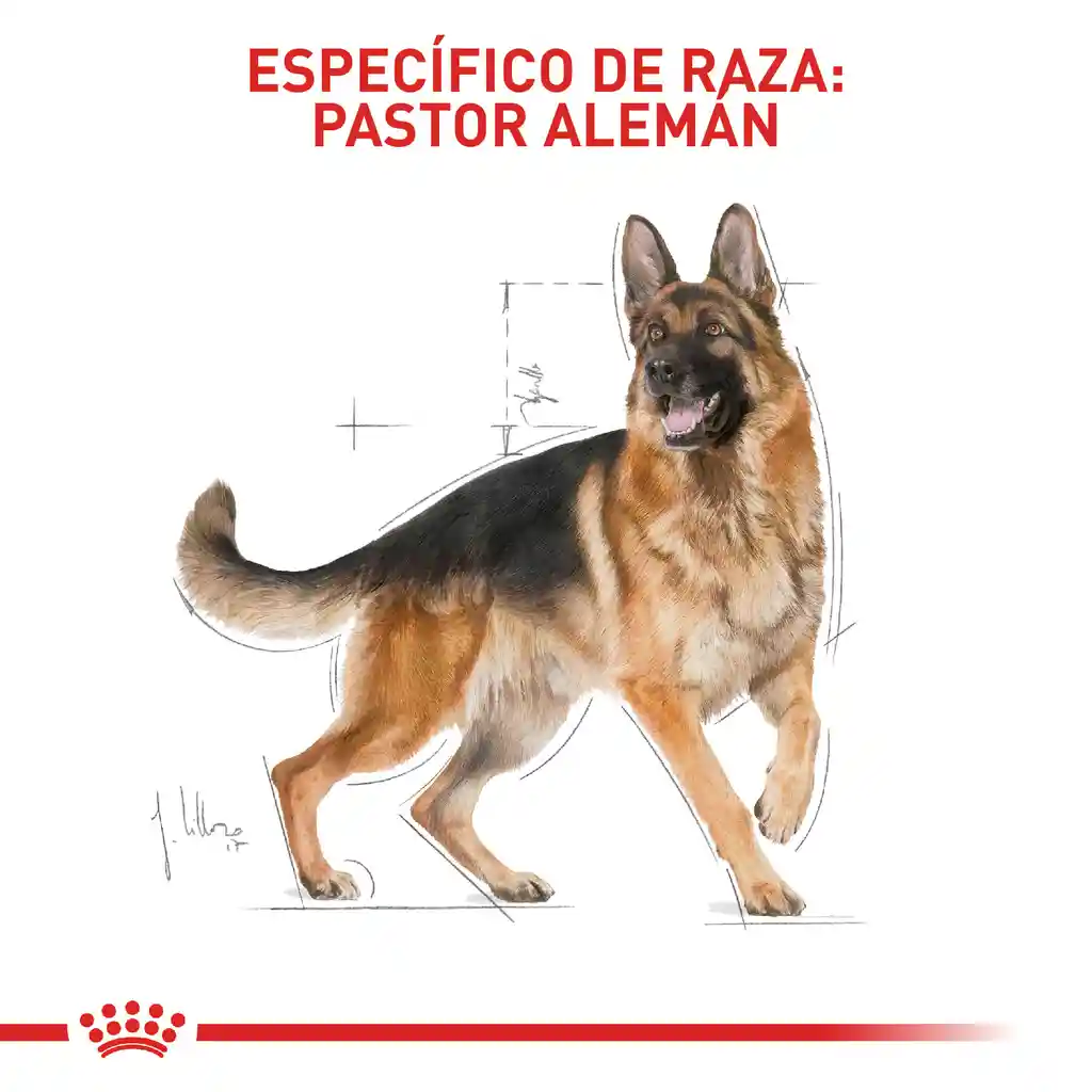 Royal Canin Alimento para Perro Adulto Raza Pastor Alemán 