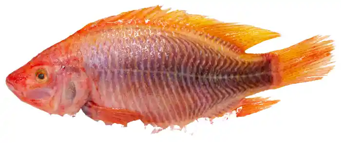 Tilapia Roja Extra