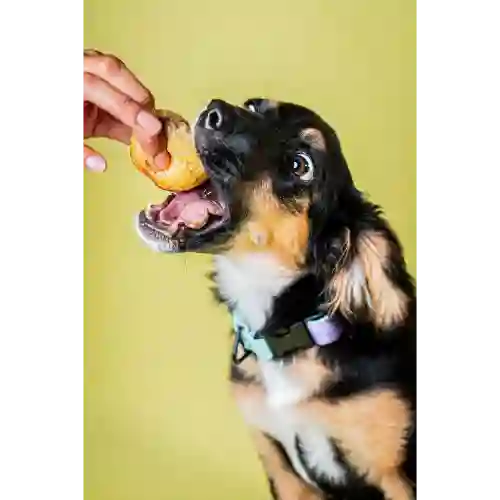 Chou Dog