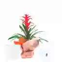 Bromelia Roja Regalo