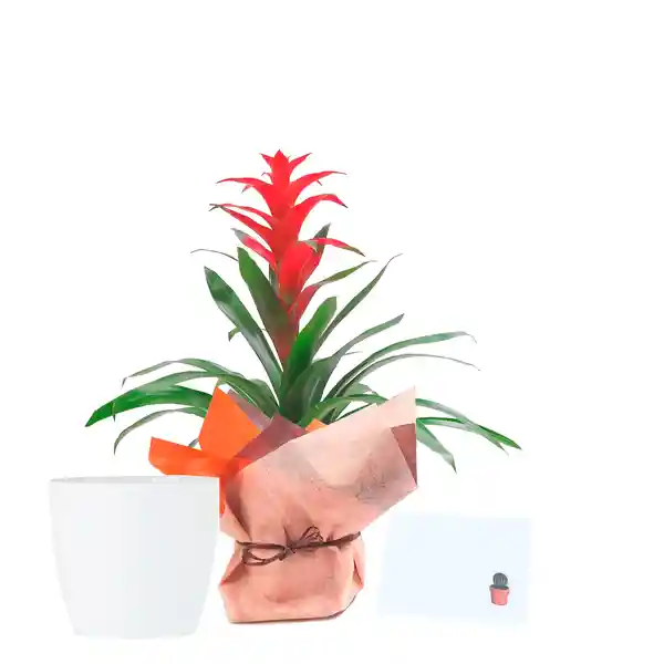 Bromelia Roja Regalo