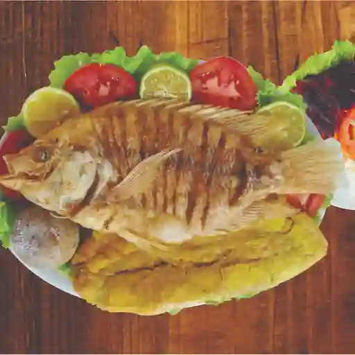 Tilapia frita