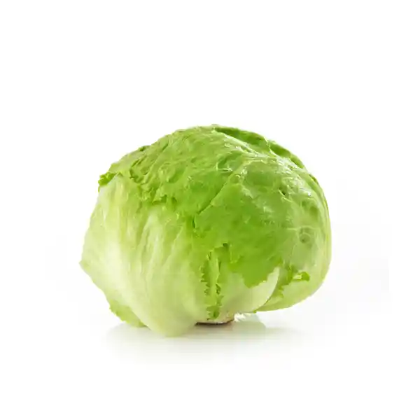 Lechuga Batavia