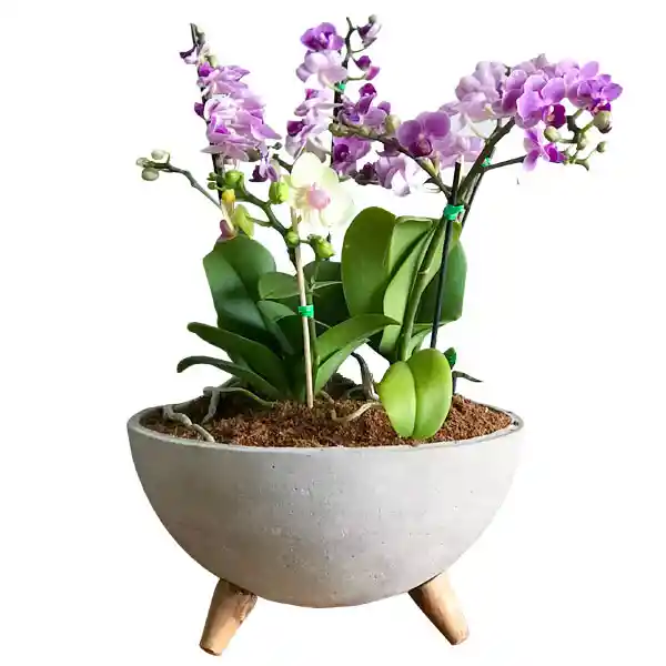 Orquidea Arreglo De S En Bowl Concreto