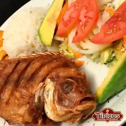 Tilapia