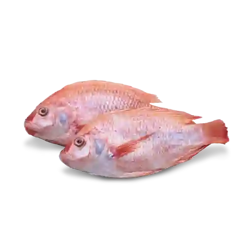 Escama de Tilapia