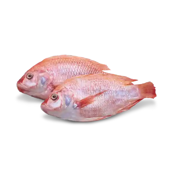 Escama de Tilapia