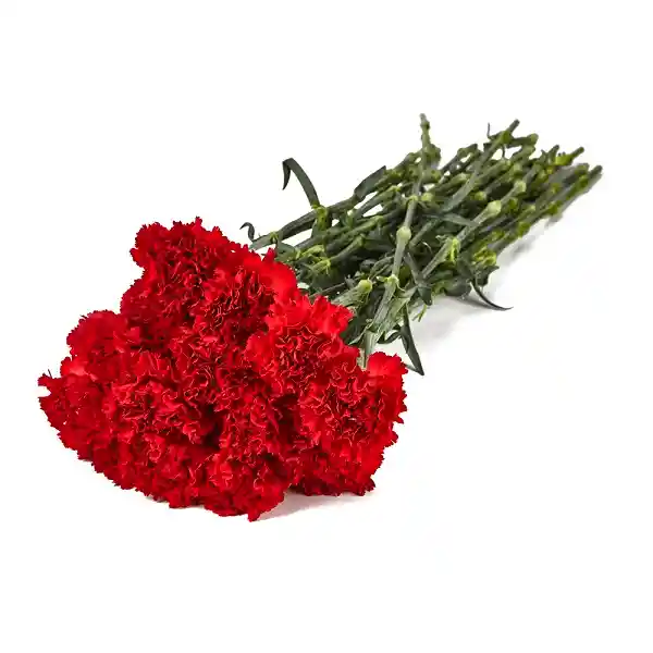 Arreglo Floral 12 Claveles Dianthus Rojo en Ramo