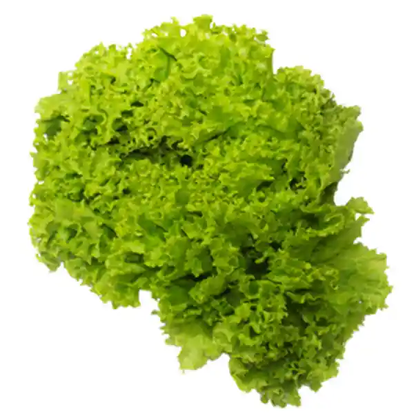 Lechuga Verde Crespa