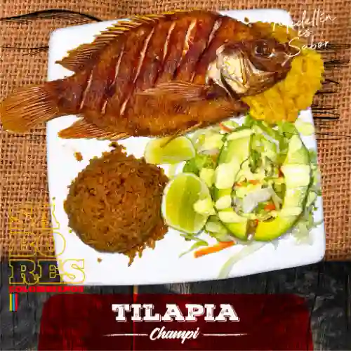 Tilapia
