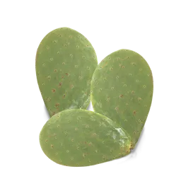 Makro Nopal