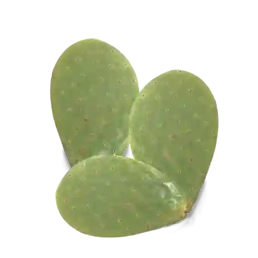 Makro Nopal