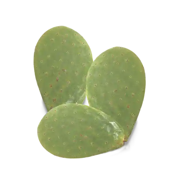 Makro Nopal