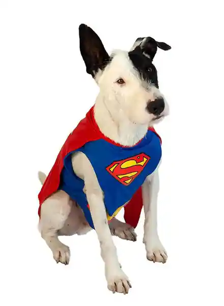 Warner Disfraz Para Mascota Superman Surtido Talla L