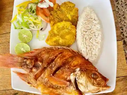 Tilapia