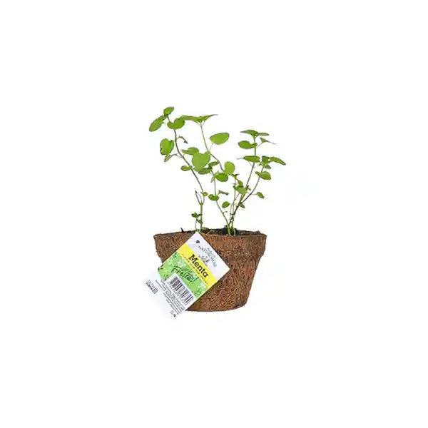 Viva Naturomar Planta Menta