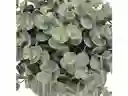 Maceta Con Planta Cerámica Casaideas