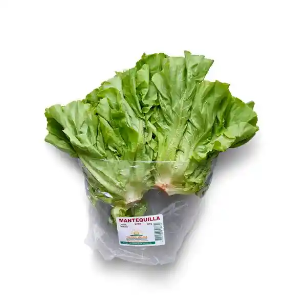 Lechuga Mantequilla Lisa