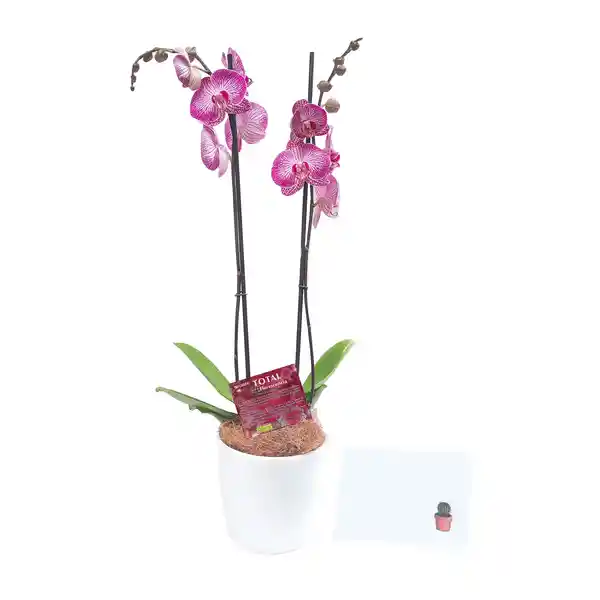 Orquidea Phalaenopsis De Dos Varas Para Regalo