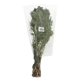 Cilantro Fresco