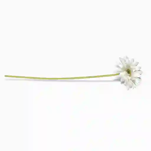 Gerbera Blanca 47 cm Ambiente Gourmet
