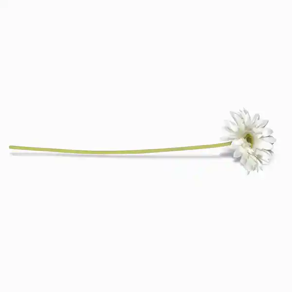 Gerbera Blanca 47 cm Ambiente Gourmet