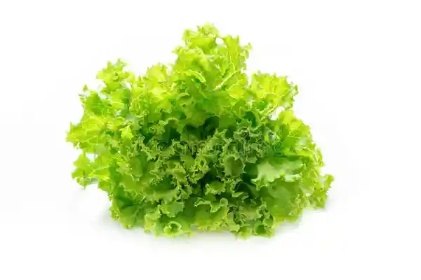 Lechuga Caidvandre