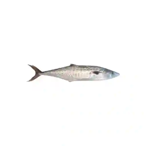 Pescado Sierra