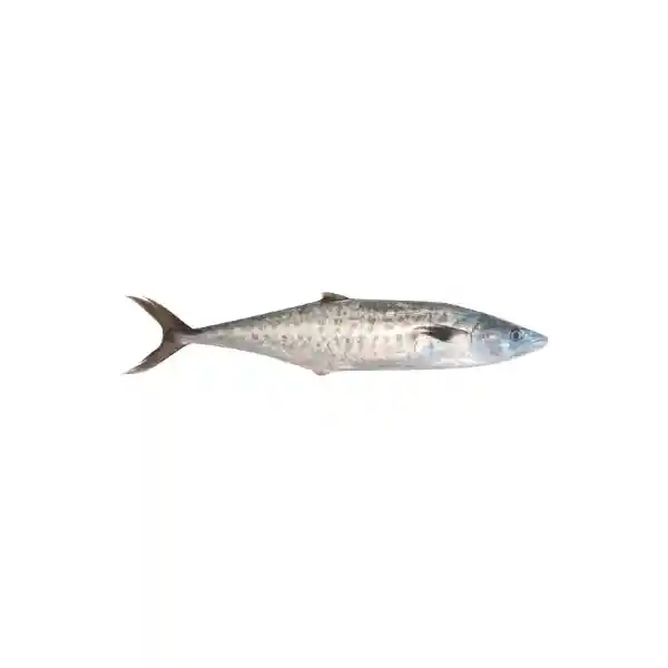 Pescado Sierra