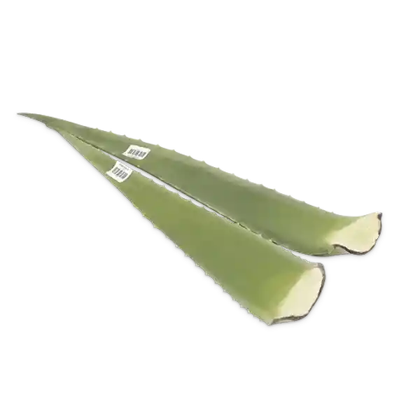 Sábila Penca