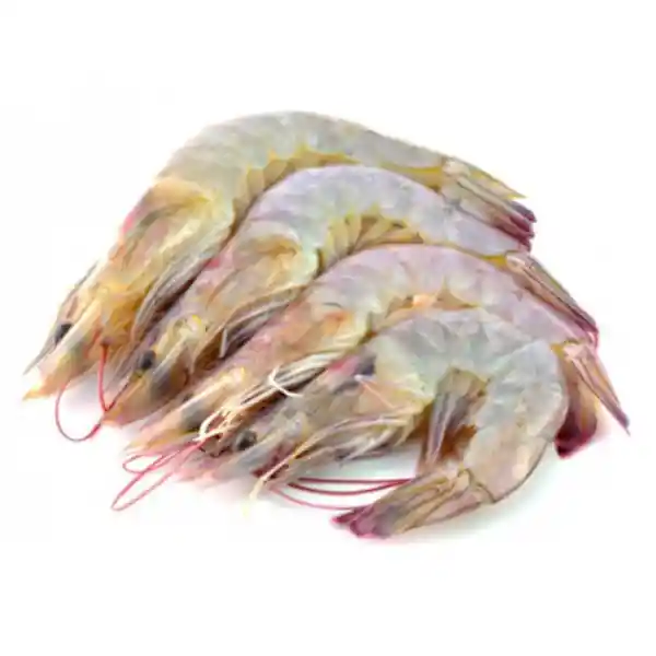 Langostino u 8