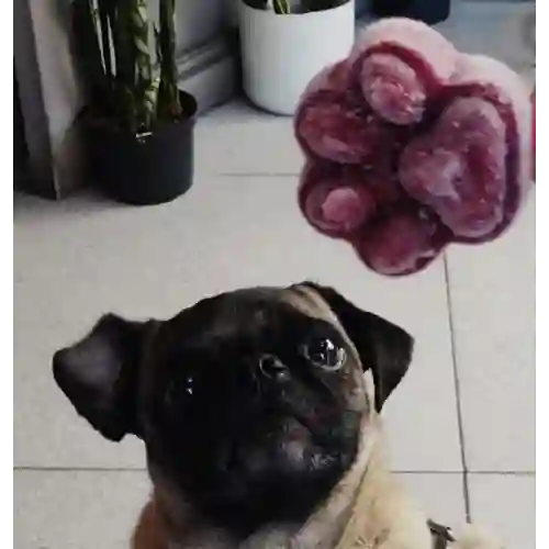 Helado para Perros