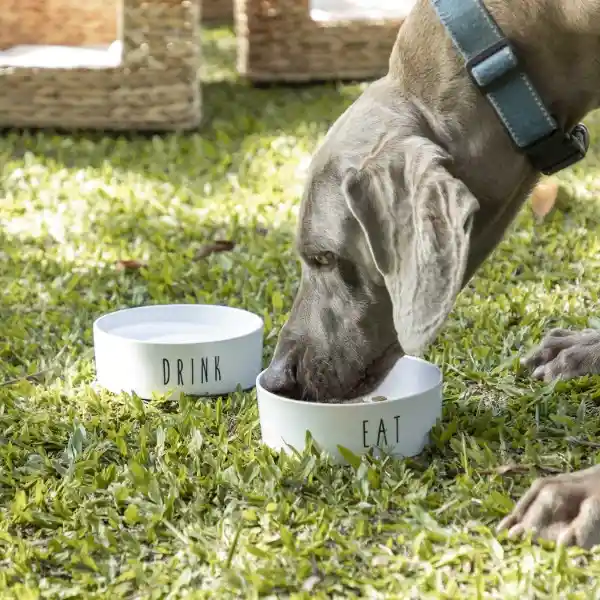 Bowl Para Mascotas Eat Ambiente Gourmet