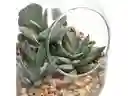 Maceta Cactus Vidrio Canasta Casaideas