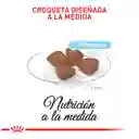 Royal Canin Alimento para Perro Pequeño Starter Mother & Babydog