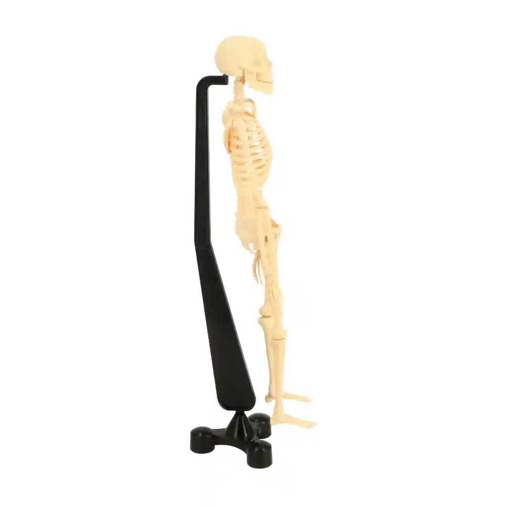 Esqueleto Humano Crudo 0002 Casaideas