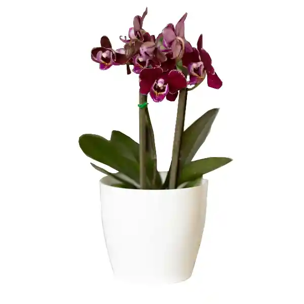 Orquidea Baby Con Matera Decorativa