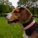 Collar Para Mascotas Grande Rosa Miniso