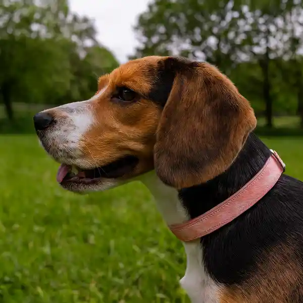 Collar Para Mascotas Grande Rosa Miniso