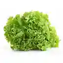 Members Selection Lechuga Tropical