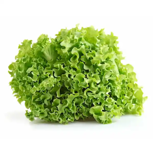 Members Selection Lechuga Tropical