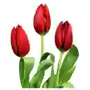 Arreglo Floral 25 Tulipanes Surtidos Cristal En Ramo